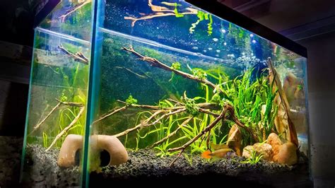 Designing A Stunning 10 Gallon Planted Aquarium - Betta Fish World