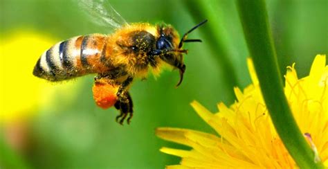 Dia Mundial das Abelhas será comemorado um voo de avião