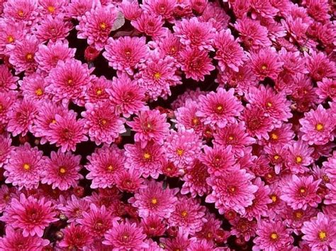 Magenta Mums Flowers Background Best Stock Photos Image Id 61333 Toppng