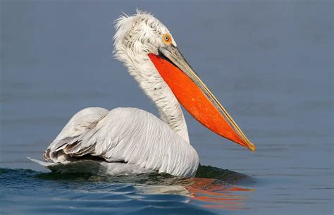 Кудрявый пеликан Pelecanus crispus Bruch 1832 Птицы Aves Разделы