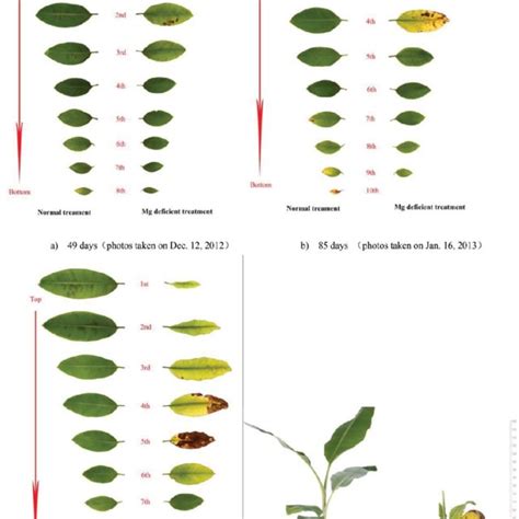 Magnesium deficiency symptoms in different growth stage of the banana ...