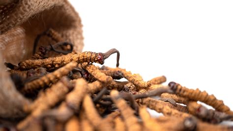 Harnessing The Power Of Cordyceps The Mushroom Network