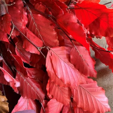 Red Copper Beech Florabundance Wholesale Flowers