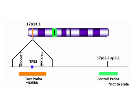 TP53 (17p13) Orange + Copy Control 17 Green FISH Probe - Biocare Medical