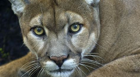 Puma El Felino De América Registrado En La Rcv