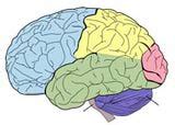 brain-diagram | Think Psychology