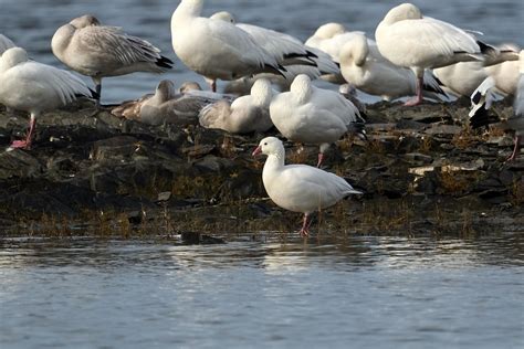 Ebird Checklist Oct Embouchure Rimouski Species