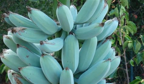 You Can Grow These Delicious Blue Java Bananas Taste Like Vanilla Ice Cream