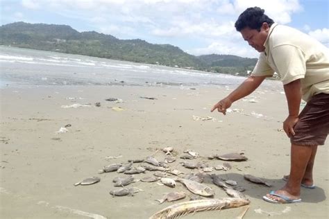 Lipi Ribuan Ikan Mati Misterius Di Ambon Bukan Karena Ledakan Bawah