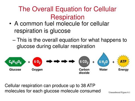 Ppt Cellular Respiration Powerpoint Presentation Free Download Id