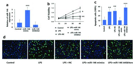 Transfection Efficiency Of Mirna 146 In Granulosa Cells A Mina 146