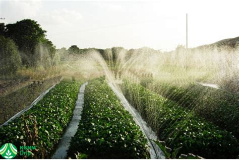 Which Is Better Drip Irrigation Vs Flood Irrigation