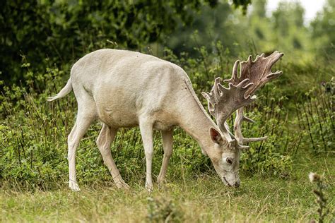 A Rare White Fallow Deer Grazing Photograph By Wladyslaw Wojciechowski