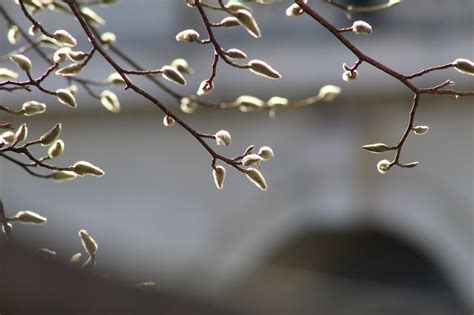 Catkins Flowers Branches - Free photo on Pixabay - Pixabay