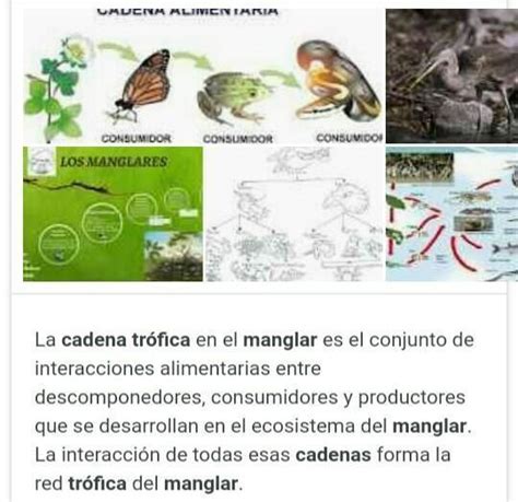 Cadena Alimenticia Del Ecosistema Jalca Brainly Lat