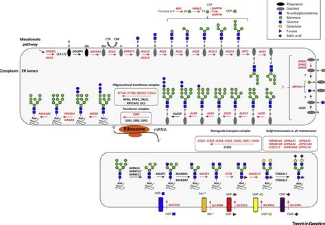 Perspectives On Glycosylation And Its Congenital Disorders Trends In