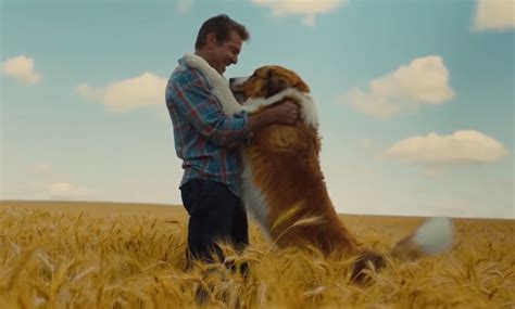 «Собачья жизнь 2»: милый фильм о дружбе или опасная история? Мнения ...