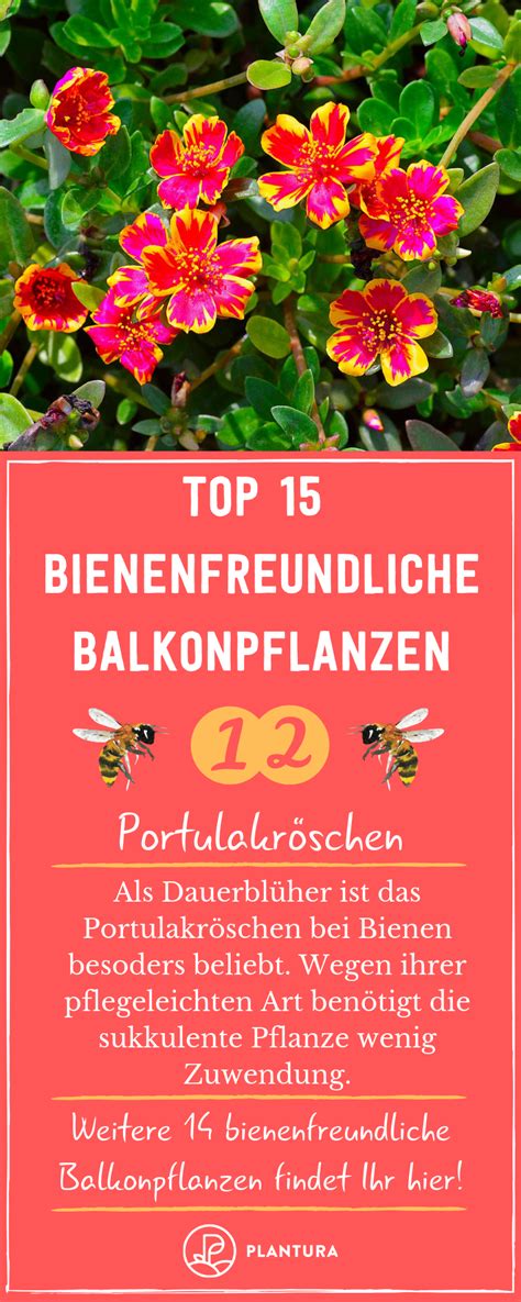 Bienenfreundliche Balkonpflanzen besten Balkonpflanzen für Bienen