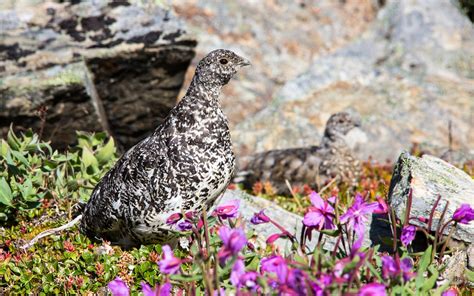 Rock Ptarmigan | Audubon Field Guide