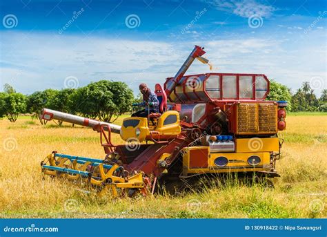 Combine Harvester in Action on Rice Field. Harvesting is the Pro Stock ...