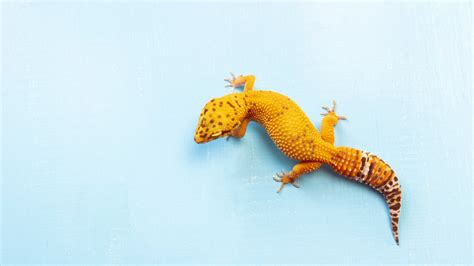 Leopard Gecko Morphs Complete List Of All Leopard Gecko Types