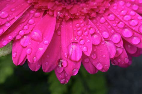 Macro Of Water Drops From Morning Dew Resting On The Petals Of A