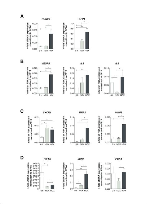 Osteogenic Angiogenic Inflammatory Migration And Metabolic Markers