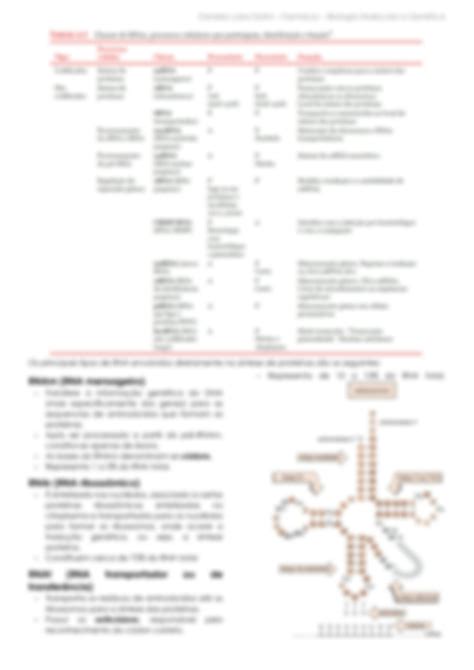 Solution Estrutura Dos Cidos Nucleicos Rna Studypool