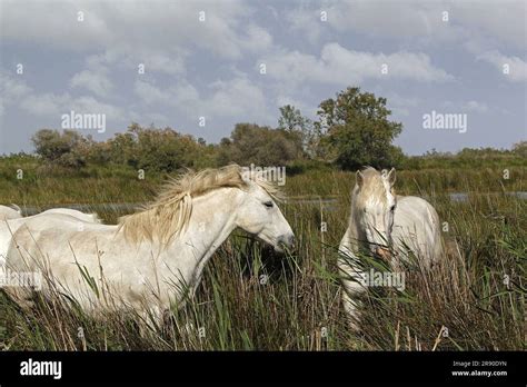 Camargue Horse Standing In Swamp Saintes Marie De La Mer In The South