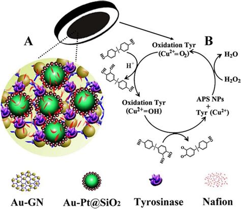 Scheme 1 A Illustration For The Construction Of Tyr Enzyme Biosensor