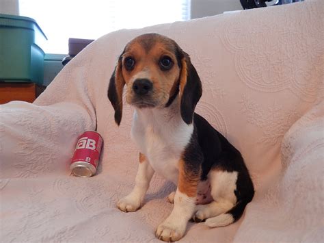 Previous Litter Of Miniature Pocket Beagle Puppies Born 8 2 13 Pocket