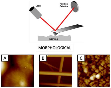 Atomic Force Microscopy: A Powerful Tool to Address Scaffold Design in ... 