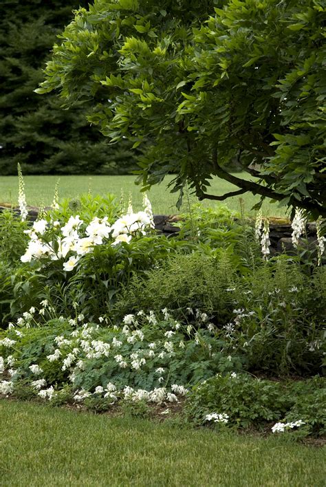 White Flower Garden