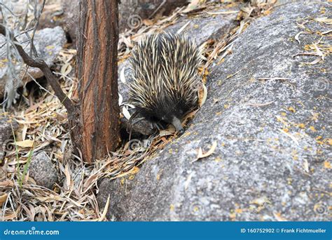 Short Beaked Echidna In The Forest On Magnetic Island Queensland