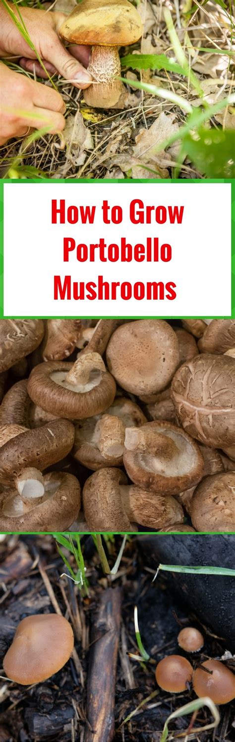 How To Grow Portobello Mushrooms Inside How To Grow Portobello Mushrooms At Home 2021 Step By