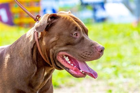 American Pit Bull Terrier Retrato De Primer Plano De Perro Agresivo De