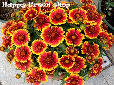 Blanketflower Dwarf Bicolor 300 Seeds Gaillardia Aristata