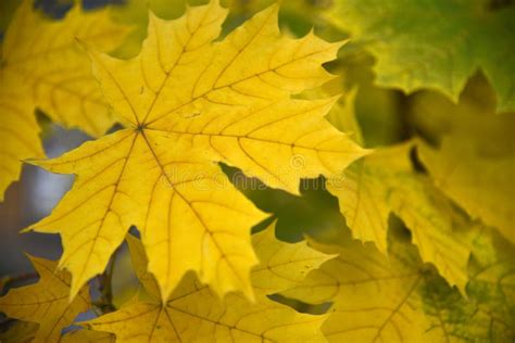 Hermosas Hojas De Arce Amarillo Verde Sobre Ramas Imagen De Archivo