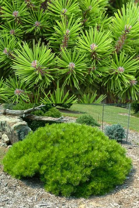 Buy Low Glow Dwarf Japanese Red Pine Pinus Densiflora Free Shipping