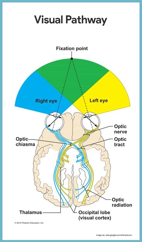 Special Senses Anatomy Of The Visual System Review Sheet Gibson Mently