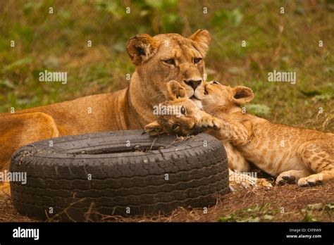 Barbary Lion (Panthera leo leo) Cubs With Mother Stock Photo - Alamy