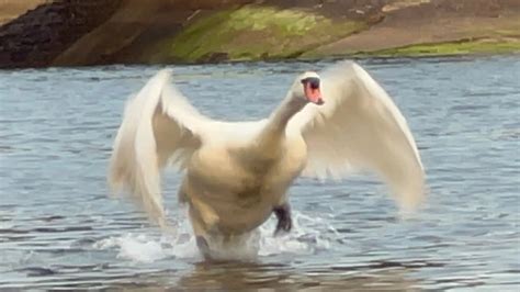 Swan Cob Showing Off While His Mate Is On The Nest Anglesey Pair 22