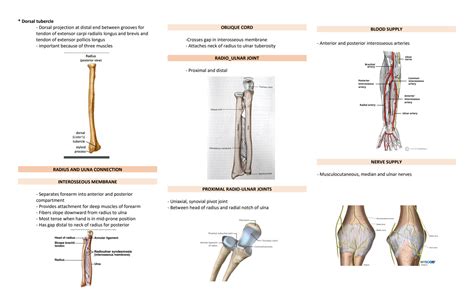 Solution General Anatomy Upper Limb Elbow Forearm And Wrist And