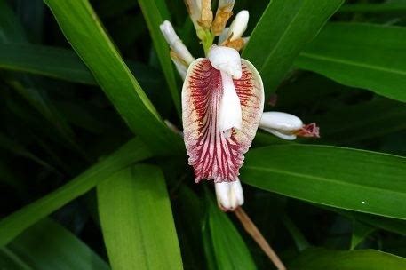 Alpinia officinarum - Alchetron, The Free Social Encyclopedia