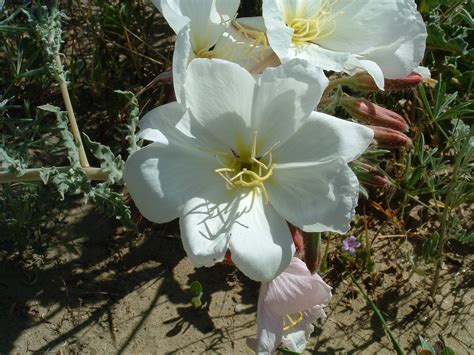 Antioch Dunes evening primrose | FWS.gov