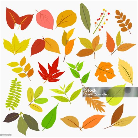 Set Of Colorful Autumn Leaves Vector Illustration Background Stock