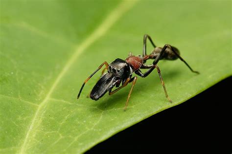 Ant Mimic Spider Myrmarachne Sp Ants