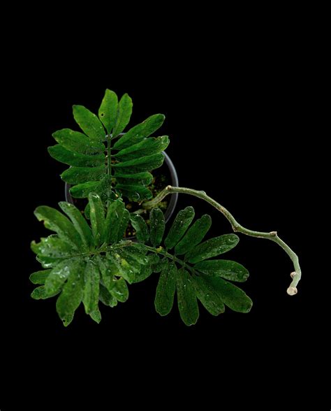Solanum uleanum - Farnwerk – Design lebt.