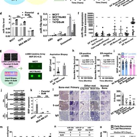 Proposed Mechanism Of Exosomal Mir A And Ibsp Mediated Bone