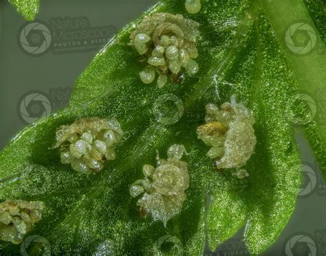 Athyrium Filix Femina Common Lady Fern Leaf X Athyrium Filix